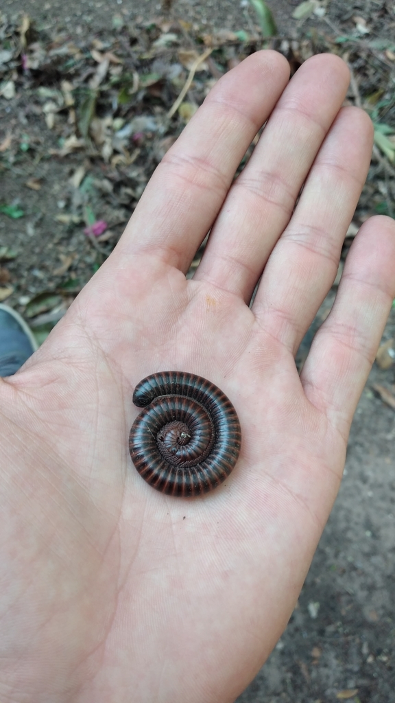 Helicogonus
