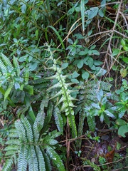 Steiropteris deltoidea