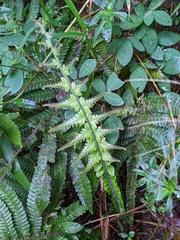 Steiropteris deltoidea