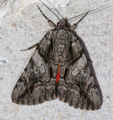 Catocala verrilliana