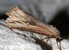 Crambodes talidiformis