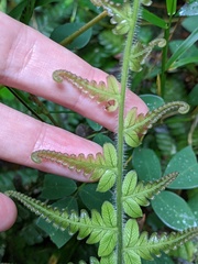 Steiropteris deltoidea