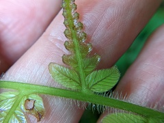 Steiropteris deltoidea