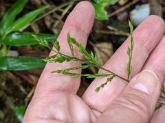 Ichnanthus pallens