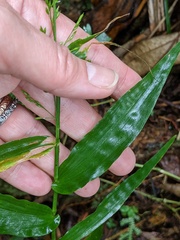 Ichnanthus pallens
