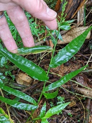 Ichnanthus pallens