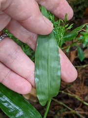 Ichnanthus pallens