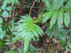 Steiropteris deltoidea