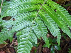 Steiropteris deltoidea