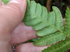 Steiropteris deltoidea