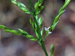 Ichnanthus pallens