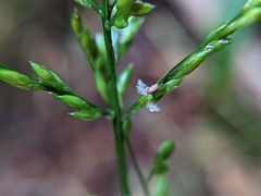 Ichnanthus pallens