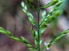 Ichnanthus pallens