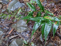 Ichnanthus pallens
