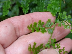 Odontosoria aculeata