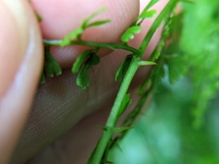 Odontosoria aculeata