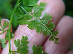 Odontosoria aculeata