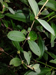 Sabicea cinerea