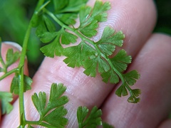 Odontosoria aculeata