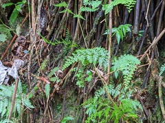 Odontosoria aculeata