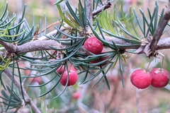 Asparagus albus