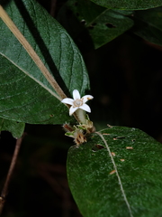 Sabicea cinerea