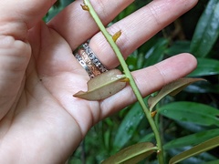 Marcgravia rectiflora