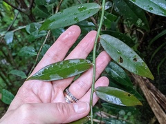 Marcgravia rectiflora