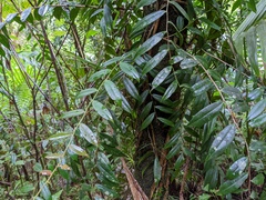 Marcgravia rectiflora