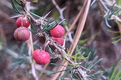 Asparagus albus