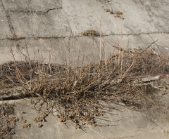 Ailanthus