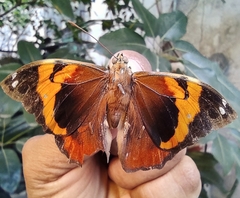Opsiphanes cassina