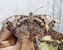 Opsiphanes cassina