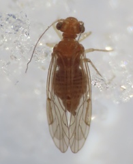 Lachesilla
