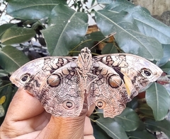 Opsiphanes cassina