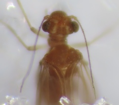 Lachesilla