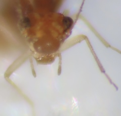 Lachesilla