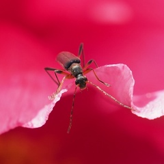 Grammoptera ruficornis