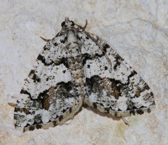 Macaria graphidaria