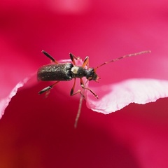 Grammoptera ruficornis