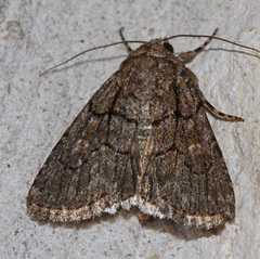 Sympistis dinalda