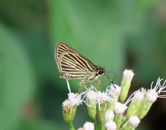 Callimormus radiola radiola