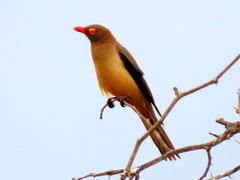 Red-Billed Oxpecker photo 1