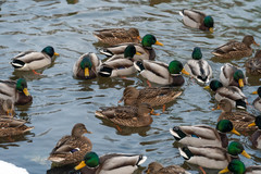 Anas platyrhynchos