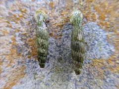 Nenia tridens