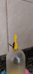 Aphanilopterus