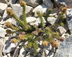 Veronica haastii