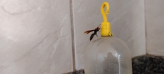 Aphanilopterus