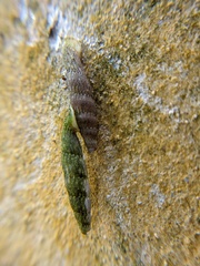Nenia tridens