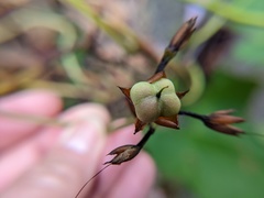 Ipomoea tiliacea